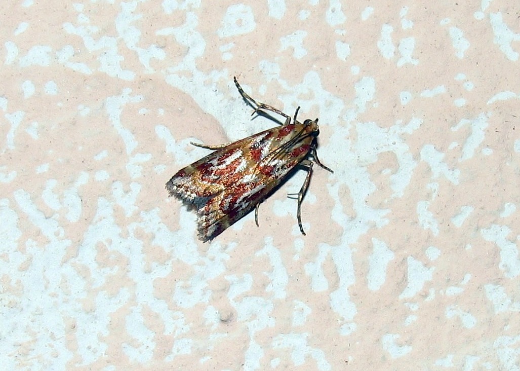 Acrobasis porphyrella  ?